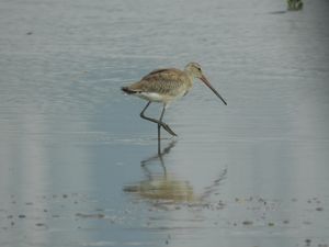 Black-tailed Godwit