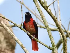 Maroon Oriole