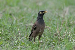Common Myna