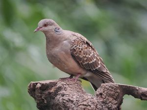 Oriental Turtle Dove