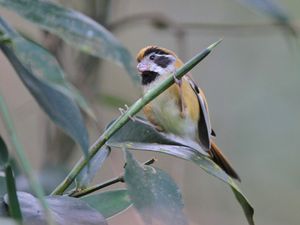 Black-throated Parrotbill