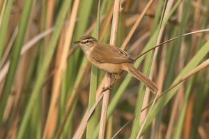 Manchurian Reed Warbler