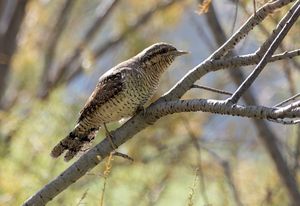 Eurasian Wryneck