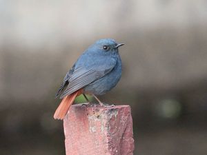 Plumbeous Water Redstart