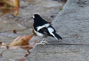 Little Forktail