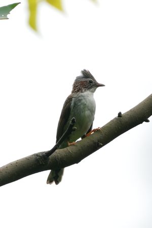 Indochinese Yuhina