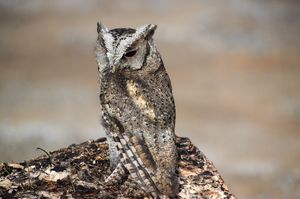Collared Scops Owl