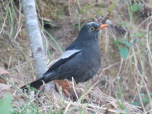 Grey-winged Blackbird