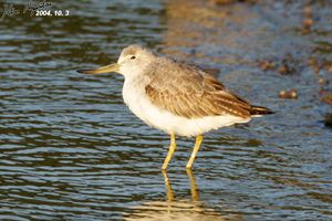 Nordmann's Greenshank