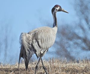 Common Crane