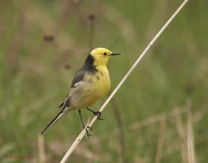 Citrine Wagtail
