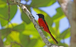 Short-billed Minivet