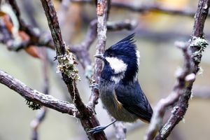 Rufous-vented Tit