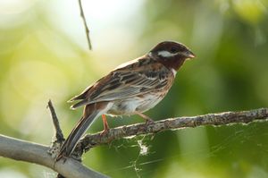 Pine Bunting