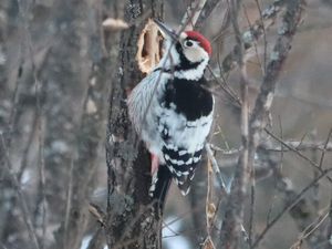 White-backed Woodpecker