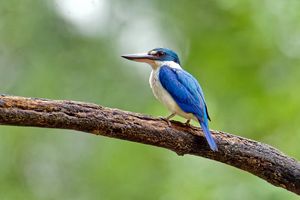 Collared Kingfisher