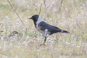 Daurian Jackdaw