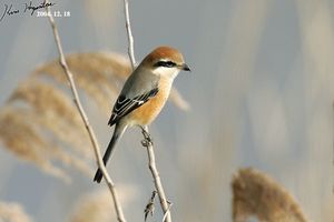 Bull-headed Shrike
