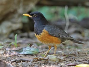 Black-breasted Thrush