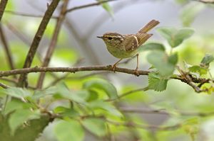 Sichuan Leaf Warbler