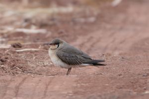 Oriental Pratincole