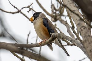 Chinese Grosbeak