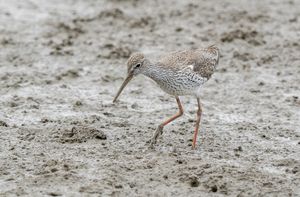 Common Redshank