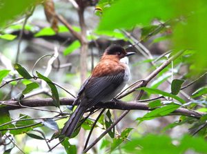 Chestnut Bulbul