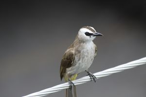 Yellow-vented Bulbul
