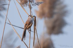 Reed Parrotbill