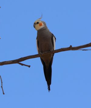 Cockatiel