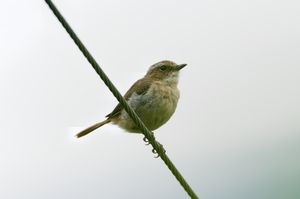 Grey Bush Chat