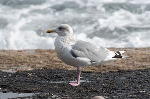 Vega Gull