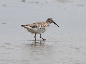 Great Knot