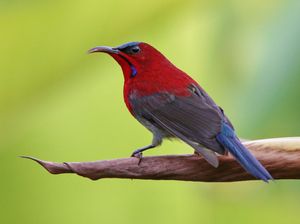 Crimson Sunbird