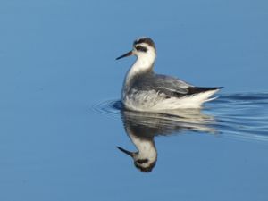 Red Phalarope