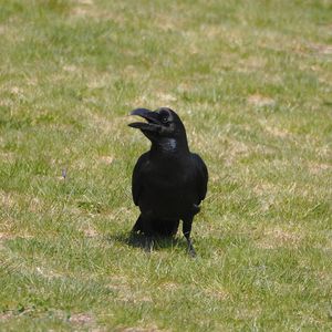 Large-billed Crow