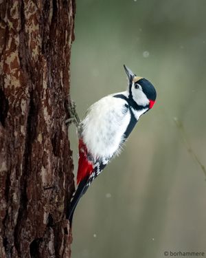 Great Spotted Woodpecker