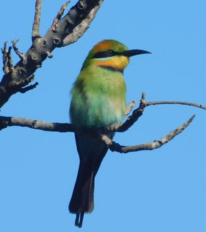 Rainbow Bee-eater