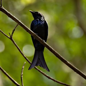 Bronzed Drongo
