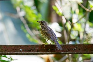 Chinese Thrush