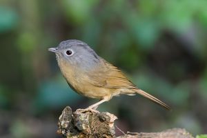 Yunnan Fulvetta