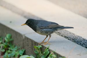 Japanese Thrush