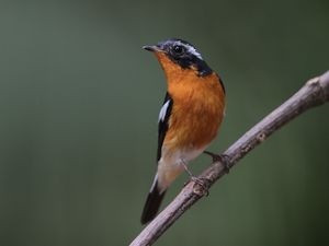 Mugimaki Flycatcher