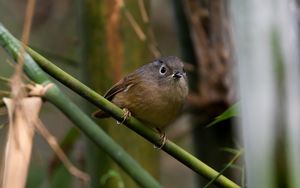 Huet's Fulvetta