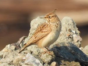 Crested Lark