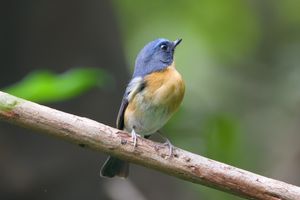 Hill Blue Flycatcher