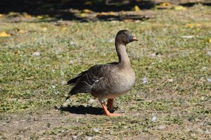 Tundra Bean Goose