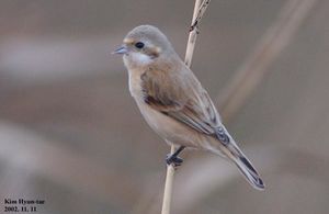 Chinese Penduline Tit