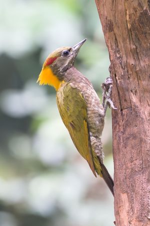 Lesser Yellownape